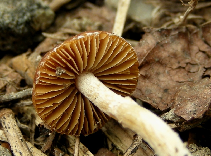 Pholiotina sp. (cfr. Conocybe aporos)
